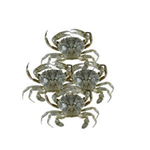 Crabs Sri Lanka