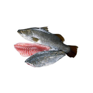 Modha Fish Sri Lanka