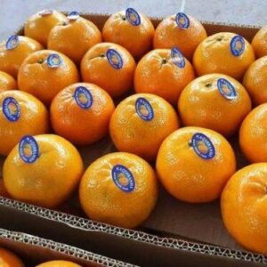 Sweet Mandarin (Kinnow) - Large